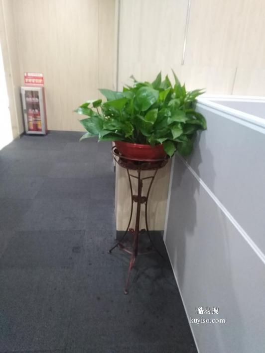 广州珠江新城哪里有公司租花？室内绿植出租，植物花卉租摆