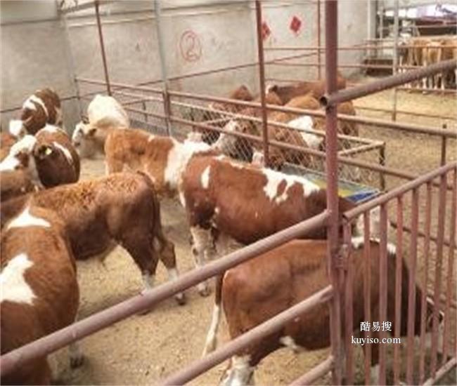 三河市定制400斤西门塔尔四代公牛,半大牛犊子