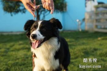 淮北杜集宠物训练学校 工作犬行为训练 接送上门