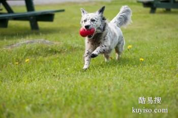 漳州平和优质犬只训练基地 专业训犬师
