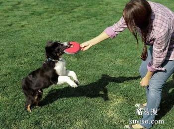 漳州长泰专业训犬超大场地 行为习惯纠正 政嘉训练家