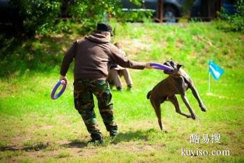 包头土右旗上门纠正训犬 专业纠正狗的坏毛病 欢迎来电