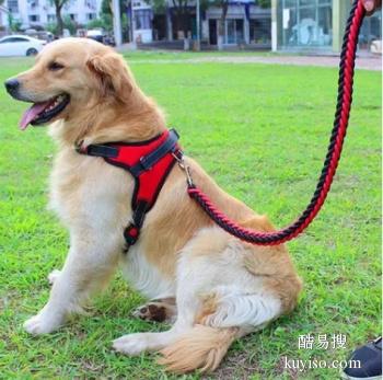 包头昆都仑宠物狗狗行为训练 宠物犬行为纠正