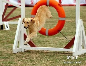 宁德蕉城训犬上门训练 警犬训练基地 免费接送上门