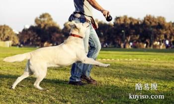 赣州兴国宠物定点大小便训练 宠物狗行为训练 可接送