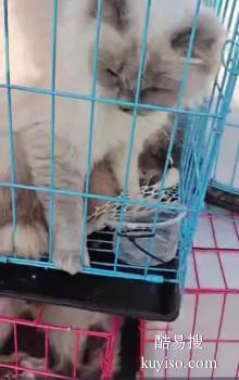 阳谷宠物猫咪运输