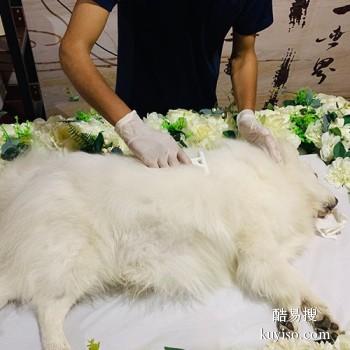 龙岩宠物殡葬 宠物天堂 宠宝服务联系方式