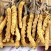 重庆市区回收冬虫夏草-折断草-黑草-混草-礼品草价格