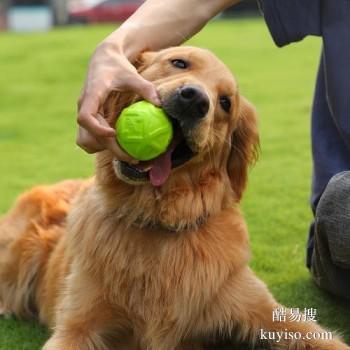 台州温岭上门纠正训犬 工作犬训练基地 诚信保障