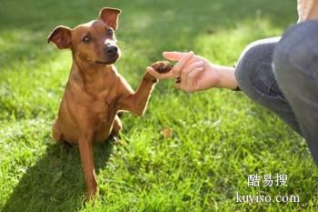 天津和平较好的宠物训练学校 宠物培训基地找政嘉训犬