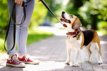 天津河西上门训犬 家庭狗狗行为纠正基地 接送上门