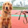 台州路桥较好宠物训练基地 工作犬行为训练 政嘉训犬