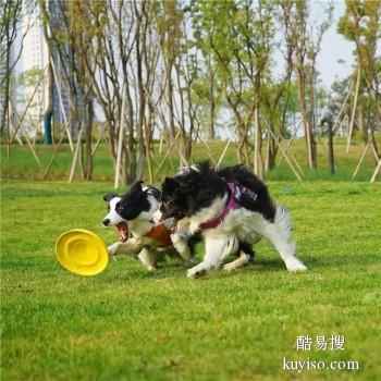 遵义赤水正规宠物训练学校 宠物训练学校 政嘉训犬