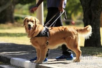 兰州永登优质犬只训练基地 专业训犬师