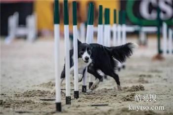 郑州新密上门训犬 家庭狗狗行为纠正基地 接送上门