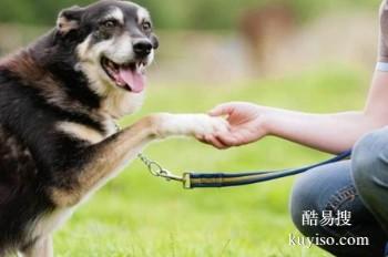 宜昌东山开发区上门训犬 家庭狗狗行为纠正基地 接送上门