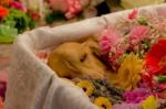 银川宠物埋葬 宠物纪念馆 宠宝服务联系方式