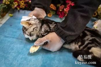 台州宠物殡葬 宠物天堂 宠宝服务联系方式