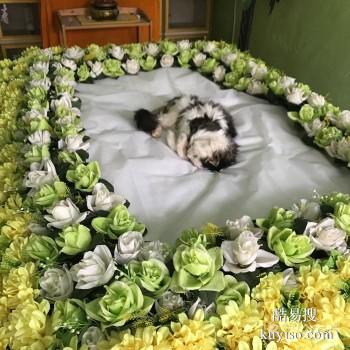 株洲宠物时光纪念机 宠物纪念馆 宠宝殡葬联系方式
