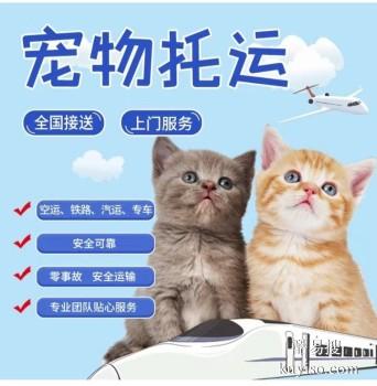 绍兴宠物托运 托运狗狗猫咪 上门接宠 价格优惠