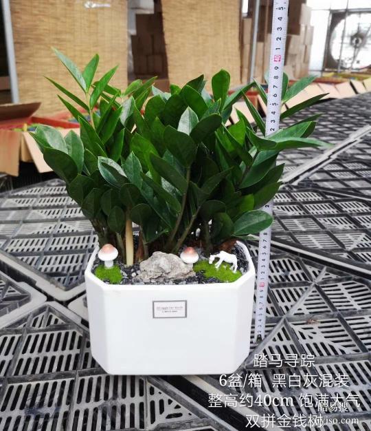 朝陽區(qū)綠植服務(wù)公司