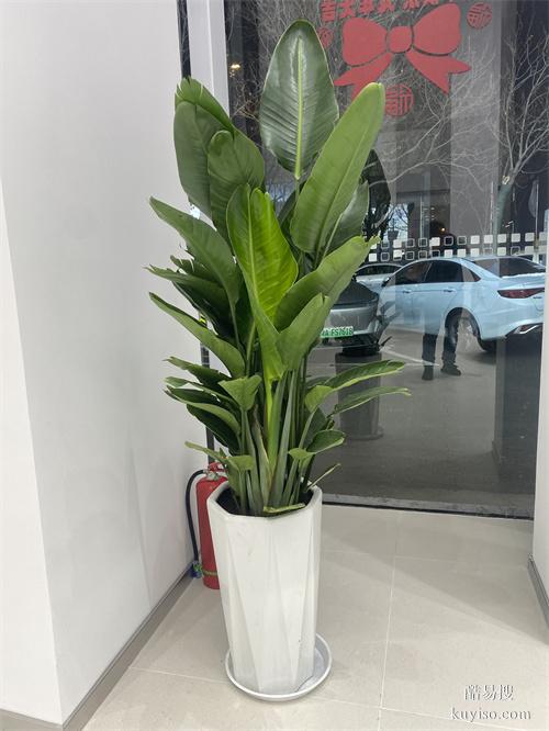 天津绿植租摆公司绿植盆栽租摆常年绿植租赁大型植物租赁谷鑫亚泰