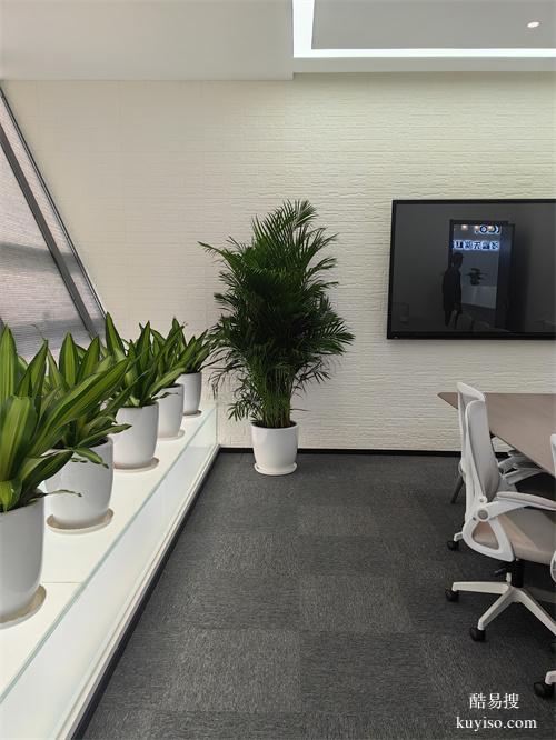 綠植盆栽租擺公司辦公綠植租賃綠化大型植物出租擺放谷鑫亞泰綠植