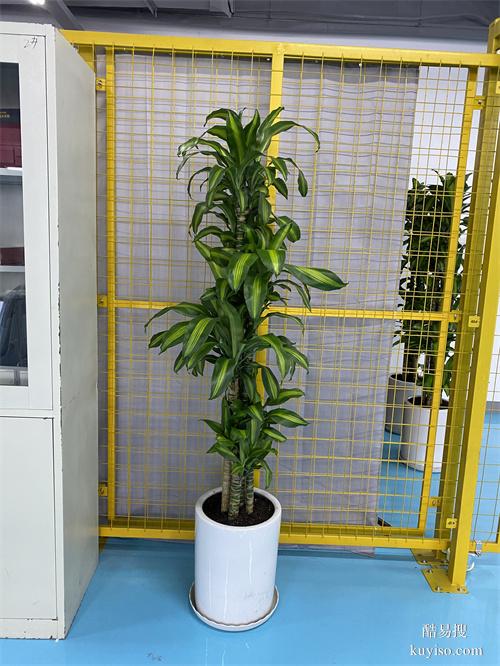 綠植租賃植物租賃綠植租擺花卉租賃天津花卉租擺谷鑫亞泰花卉園藝