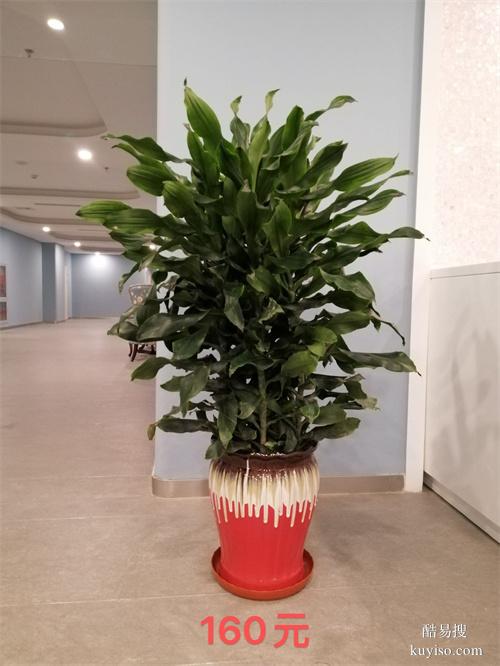 天津绿植租摆公司绿植盆栽租摆常年绿植租赁大型植物租赁谷鑫亚泰