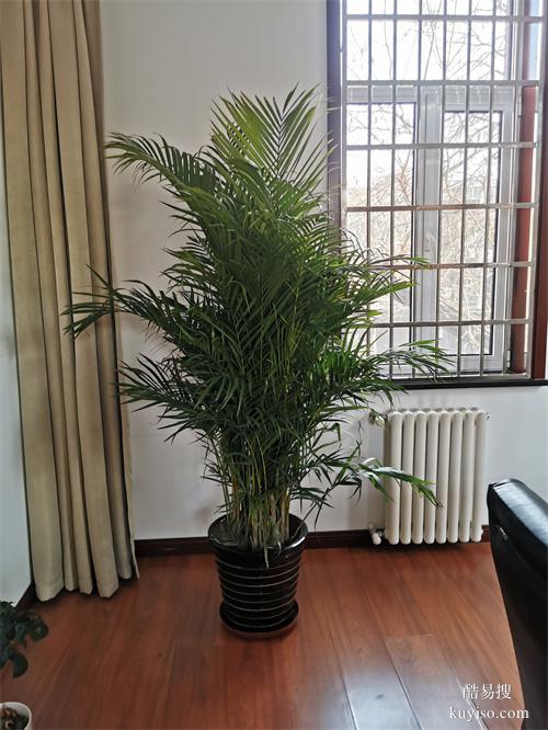 綠植盆栽租擺公司辦公綠植租賃綠化大型植物出租擺放谷鑫亞泰綠植