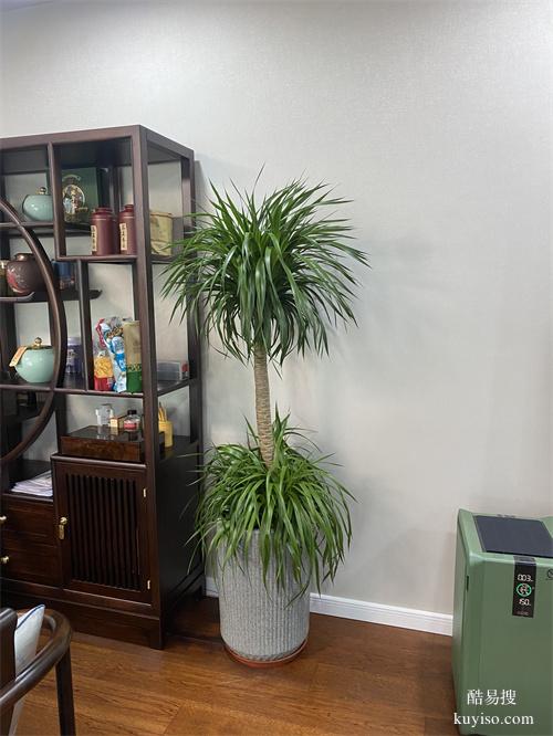 天津绿植租摆公司绿植盆栽租摆常年绿植租赁大型植物租赁谷鑫亚泰