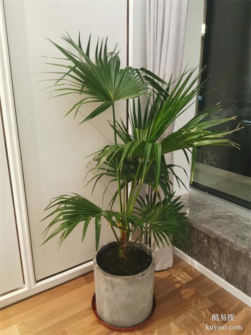 天津綠植租擺辦公室植物租賃綠植租擺植物租擺植物租賃