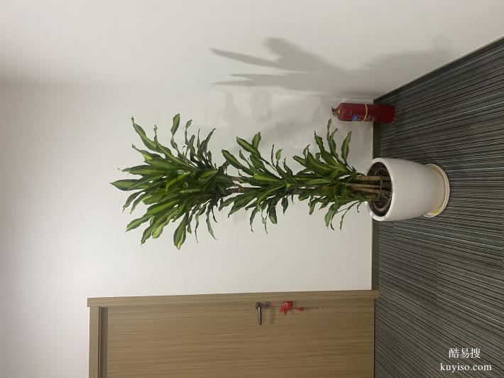 植物租赁绿化养护天津绿植租摆公司天津谷鑫亚泰园艺有限公司