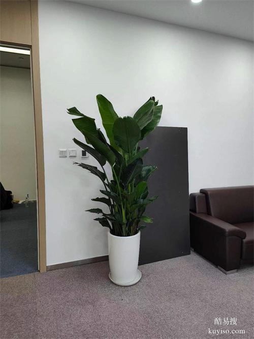 綠植租擺大型花卉租擺天津谷鑫亞泰綠植租賃公司常年綠植租賃服務