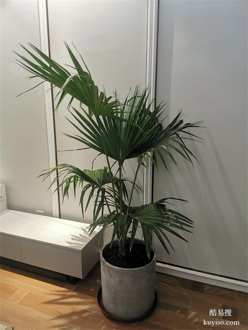 天津綠植租擺辦公室植物租賃綠植租擺植物租擺植物租賃