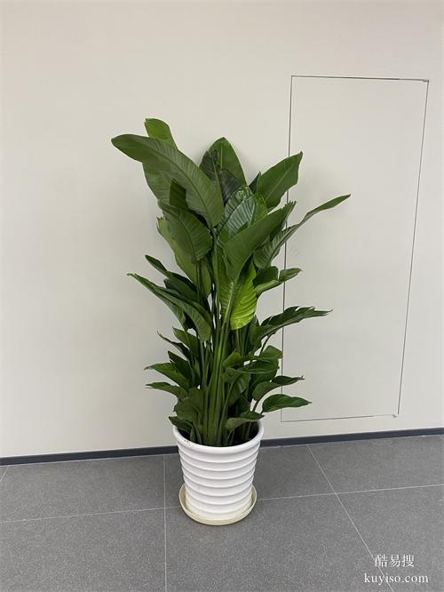 辦公室花卉盆栽租賃辦公樓綠植盆栽租擺天津室內(nèi)植物出租公司