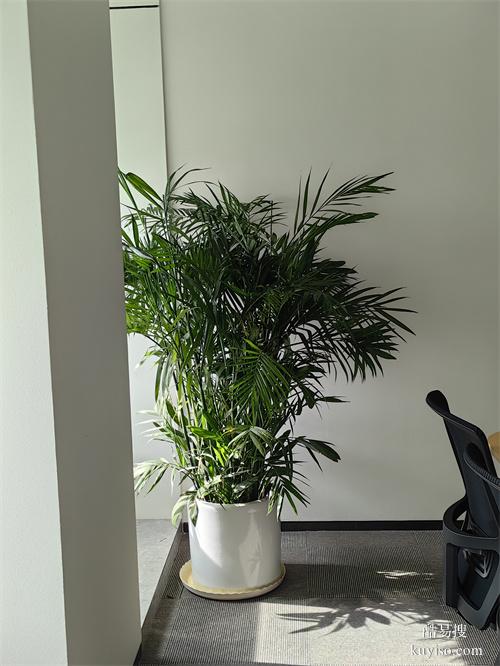 天津河西区绿植租赁丨花卉租摆公司丨谷鑫亚泰花场丨绿植租摆