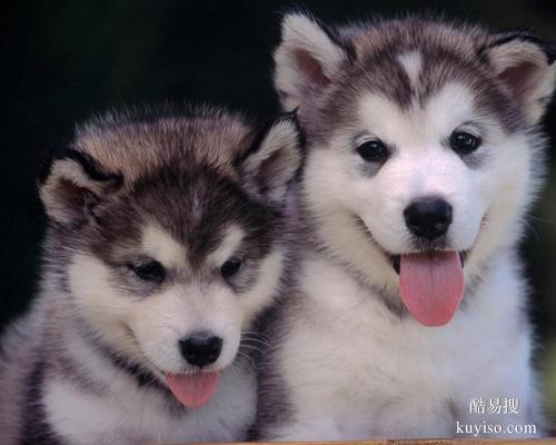 （2023噴泉公司）南充音樂水幕電影噴泉廠家報價