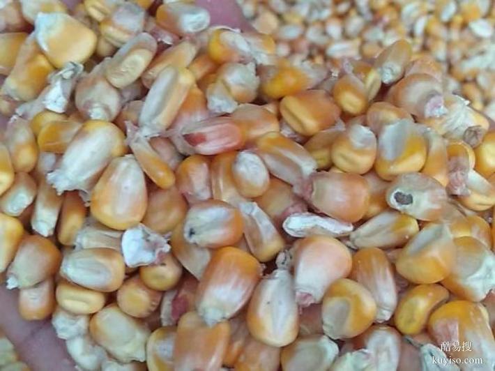 正大321玉米種子?xùn)|北地區(qū)總代理