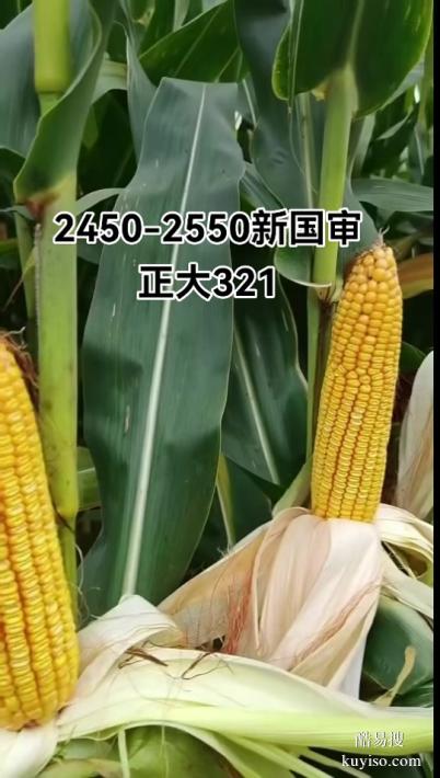 正大321玉米種子?xùn)|北地區(qū)總代理