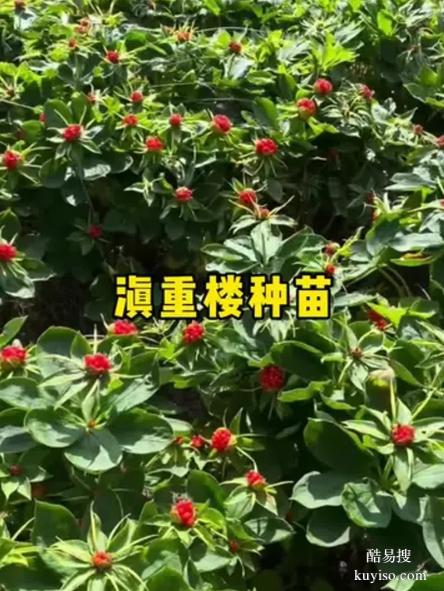 湖北本草臻源輪作倒茬保障重樓種植可持續(xù)