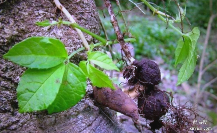 湖北本草臻源標準化種植筑牢三葉青產(chǎn)業(yè)根基