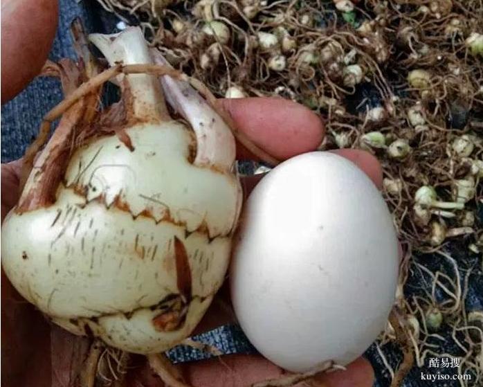 湖北本草臻源毛慈菇種植小藥材鋪展大畫卷