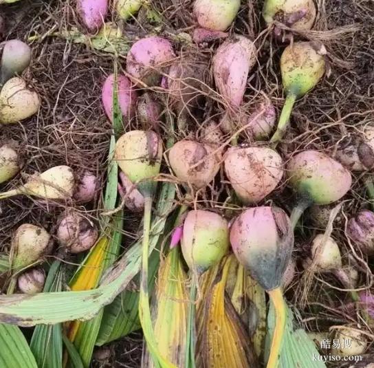 湖北本草臻源毛慈菇種植小藥材鋪展大畫卷