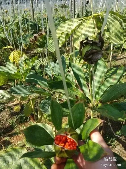 湖北本草臻源輪作倒茬保障重樓種植可持續(xù)