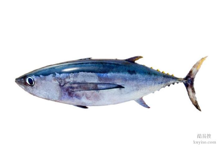 云南全國各地拍宜拍金槍魚詢價(jià)議價(jià)報(bào)價(jià)