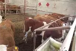 散养肉牛多少钱一个出售