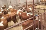 头产母牛过称多少钱销售