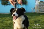 东莞大朗训犬 欢迎致电详询