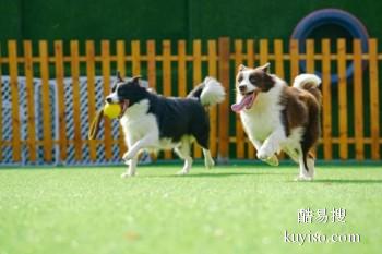 漳州东山优质犬只训练基地 专业训犬师